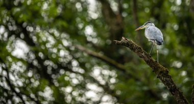Gri Heron (Ardea cinerea) - doğal yaşam alanında yaban hayatı