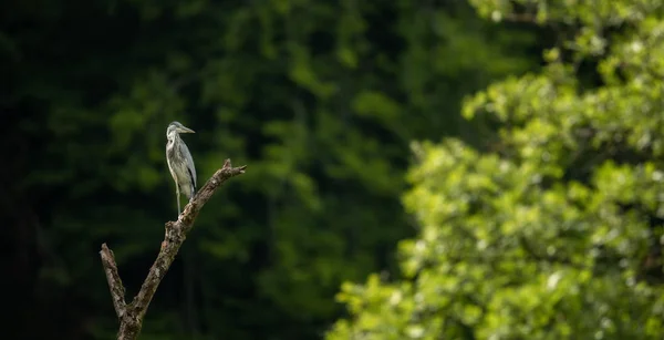 Gri Heron (Ardea cinerea) - doğal yaşam alanında yaban hayatı — Stok fotoğraf