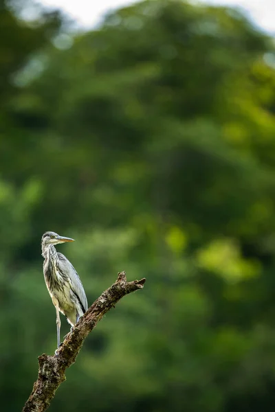 Grey Heron  (Ardea cinerea) - wildlife in its natural habitat — Stock Photo, Image