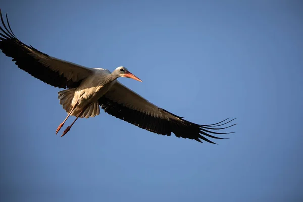 Cegonha branca elegante durante a época de nidificação , — Fotografia de Stock