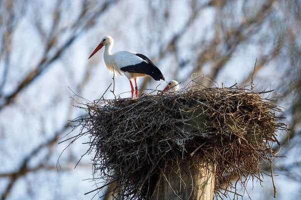 Elegant white stork  during the nesting season, — Stock Photo, Image