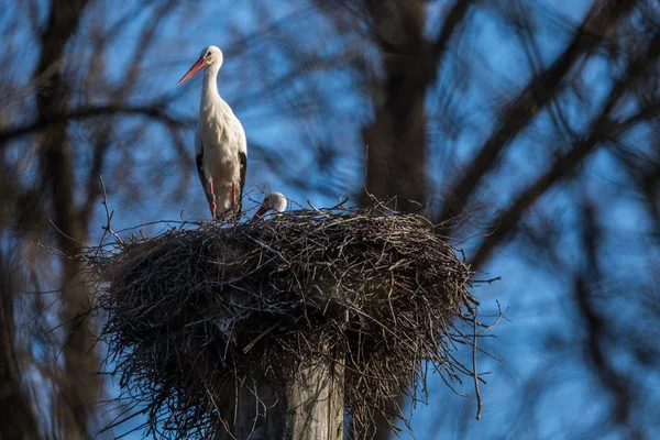 Elegantní bílý čáp během období hnízdění, — Stock fotografie