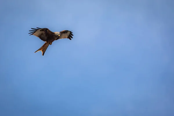 Rode Wouw (Milvus milvus) in de vlucht tegen de blauwe hemel — Stockfoto