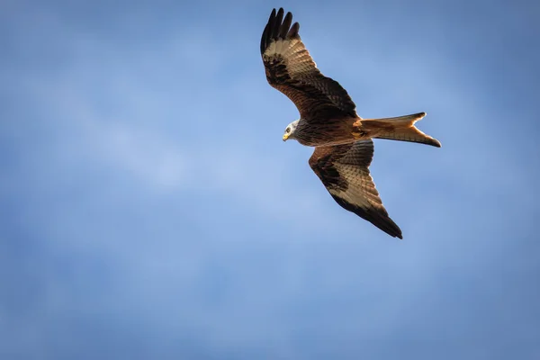 Rode Wouw (Milvus milvus) in de vlucht tegen de blauwe hemel — Stockfoto