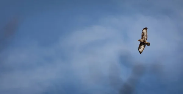 Red kite (Milvus milvus) in flight against blue sky — Stock Photo, Image