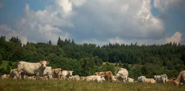 奶牛在美丽的绿色牧场上吃草 — 图库照片