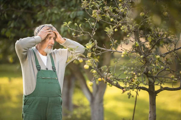 Giardinaggio senior nel suo giardino di permacultura — Foto Stock