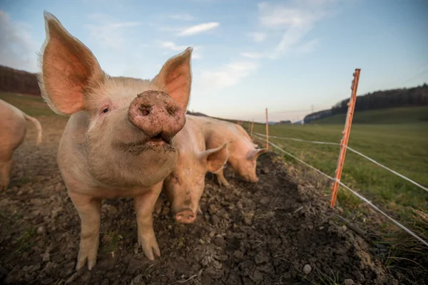 Pigs eating on a meadow in an organic meat farm