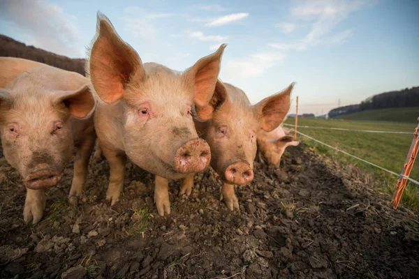 Svin som äter på en äng på en ekologisk köttfarm — Stockfoto