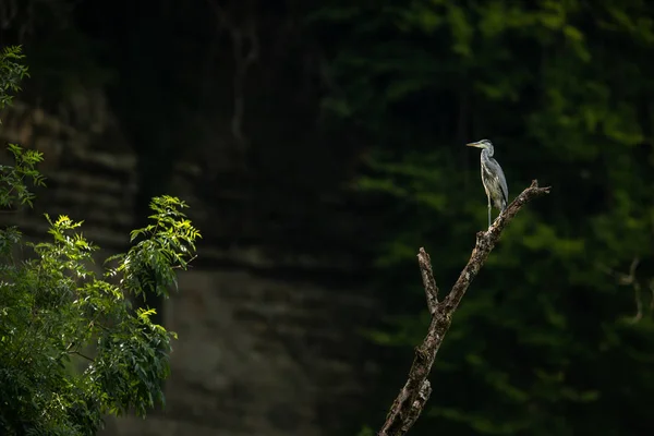 Gri Heron (Ardea cinerea) - doğal yaşam alanında yaban hayatı — Stok fotoğraf