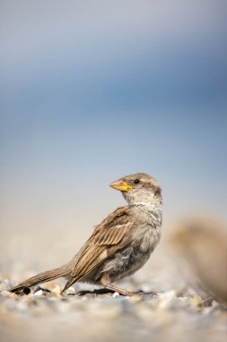 Serçe (Passer domesticus) 
