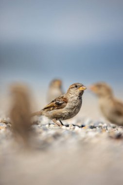 Serçe (Passer domesticus) 