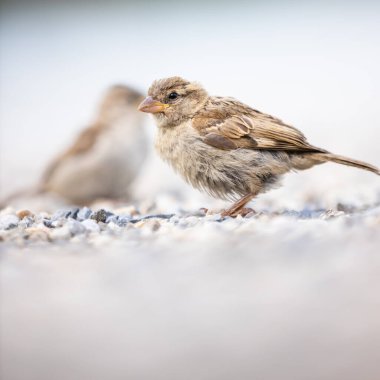 Serçe (Passer domesticus) 