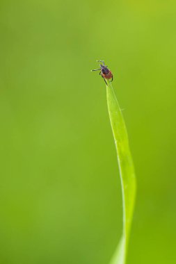 Kene (Ixodes ricinus) bir çim bıçak üzerinde kurbanı bekliyor