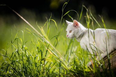 Çok tatlı beyaz bir kedi yavrusu güzel bir çayırda