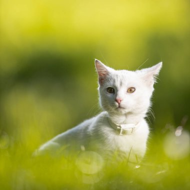Çok tatlı beyaz bir kedi yavrusu güzel bir çayırda