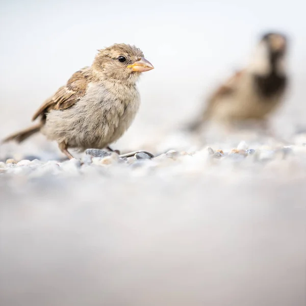 Haussperling (Passer domesticus)) — Stockfoto