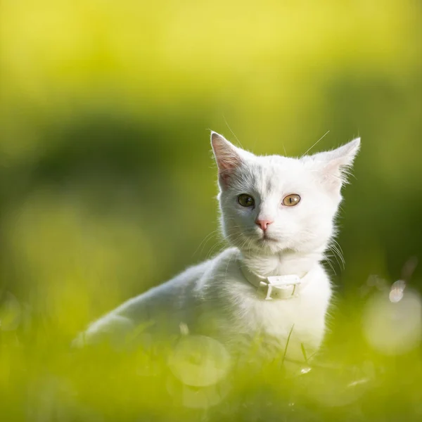 Gatito blanco extremadamente lindo en un prado encantador —  Fotos de Stock