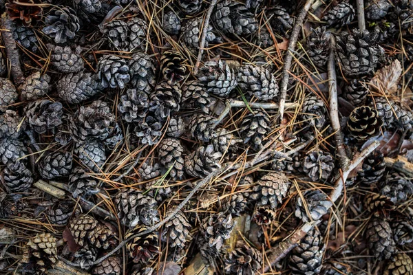 Suelo forestal cubierto de conos —  Fotos de Stock