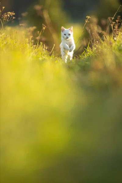 Extremely cute white kitten on a lovely meadow — Stock Photo, Image