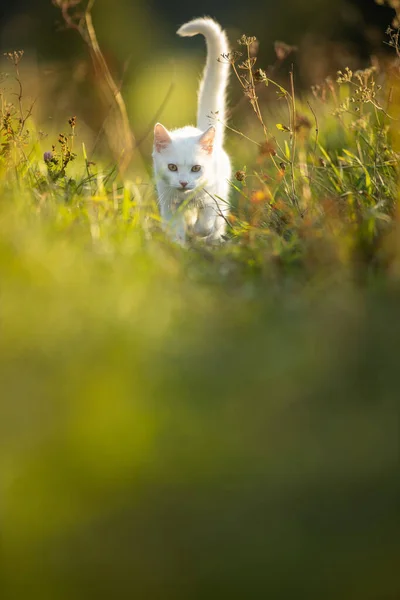 Uiterst schattig wit katje op een heerlijk weitje — Stockfoto