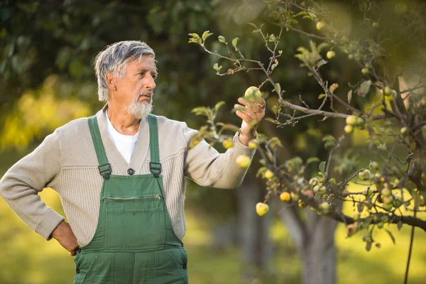 Senior-Gärtner gärtnert in seinem Permakulturgarten — Stockfoto