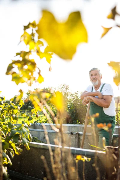 Senior-Gärtner gärtnert in seinem Permakulturgarten — Stockfoto