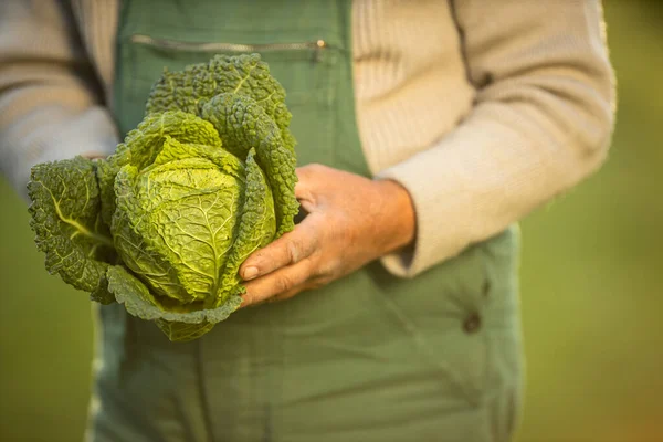 Senior zahradnictví v jeho permaculture zahradě — Stock fotografie