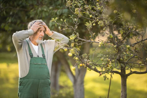 Senior trädgårdsskötsel i sin permakultur trädgård — Stockfoto