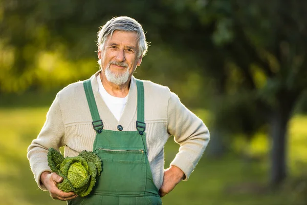 Senior gardenr gardening in his permaculture garden — Stock Photo, Image