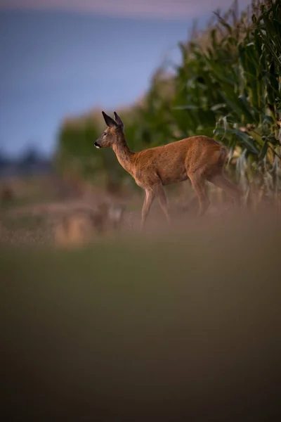 Vilda rådjur (Capreolus capreolus) i skymningen — Stockfoto