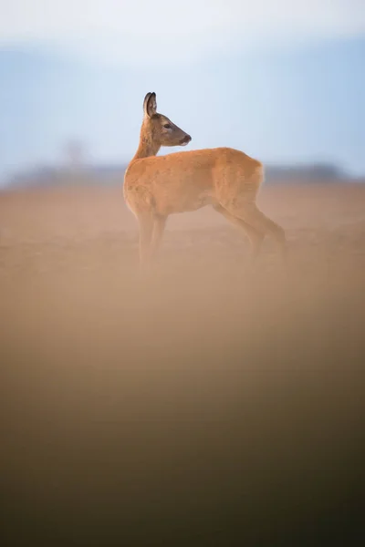 Vadon élő szarvas (Capreolus capreolus) alkonyatkor — Stock Fotó