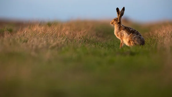 Lebre selvagem (lepus europaeus ) — Fotografia de Stock