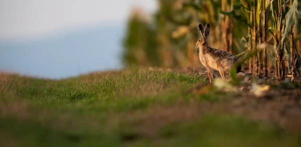 Volně žijící zajíc (lepus europaeus)) — Stock fotografie