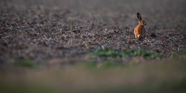 Volně žijící zajíc (lepus europaeus)) — Stock fotografie