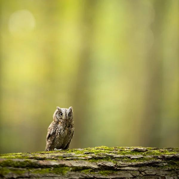 欧亚扇贝(Otus scops)) — 图库照片