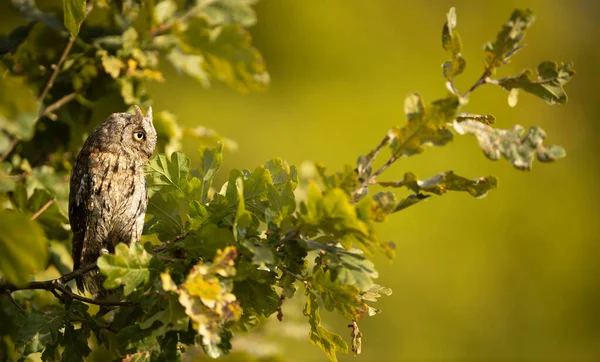 Eule (otus scops)) — Stockfoto