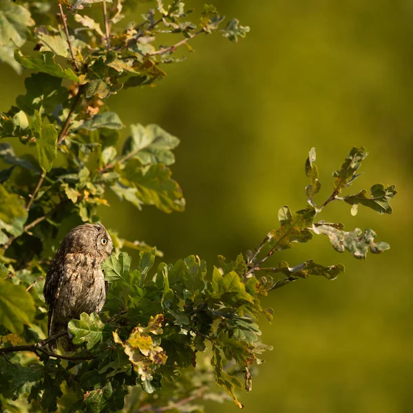 Eurasian scops owl (Otus scops) — Stock Photo, Image