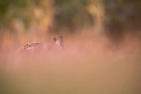 野生のウサギ（lepus europaeus）) ストック画像