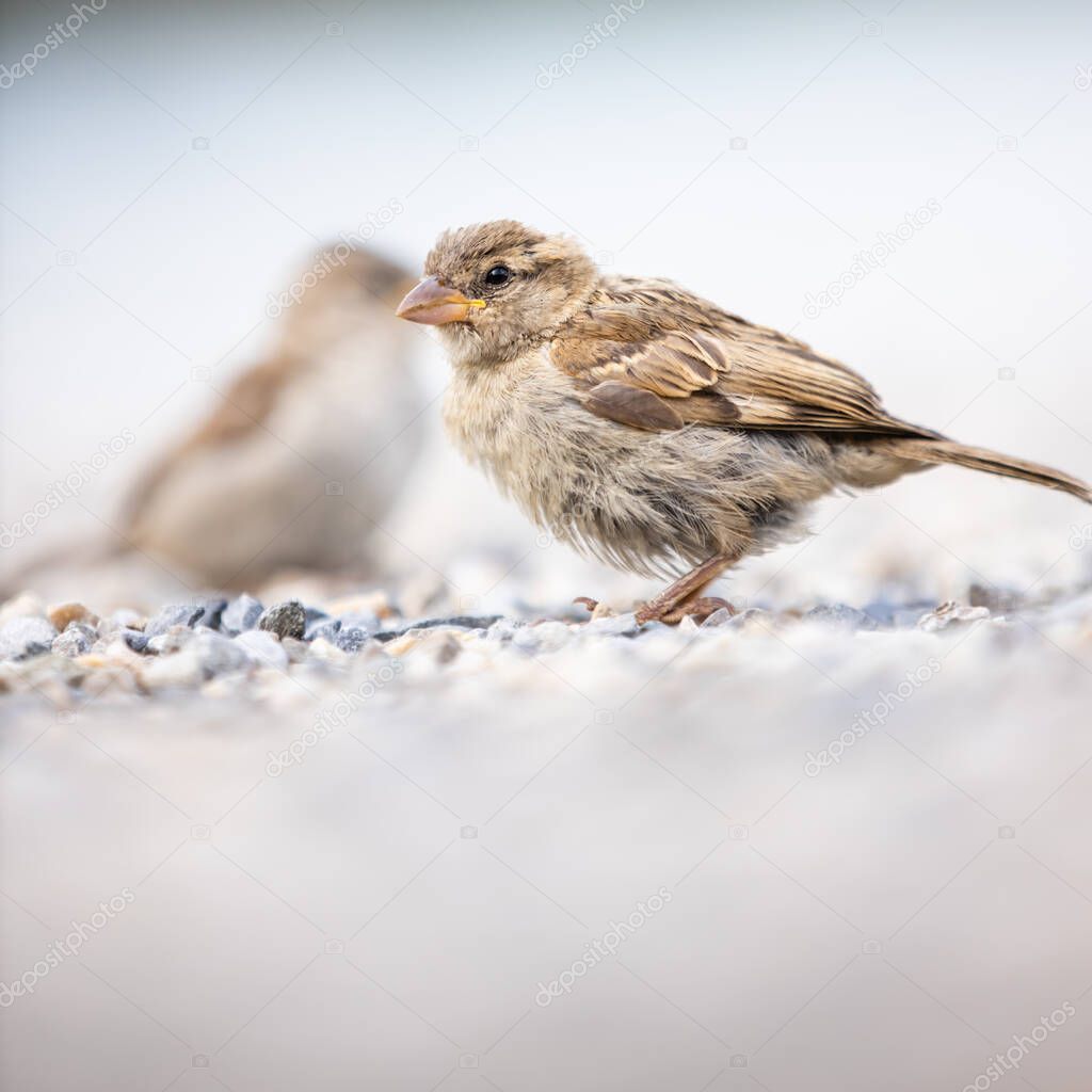 House sparrow (Passer domesticus) 