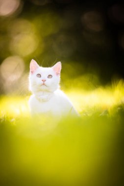 Çok tatlı beyaz bir kedi yavrusu güzel bir çayırda