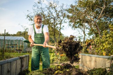 Senior gardener gardening in his permaculture, organic garden clipart