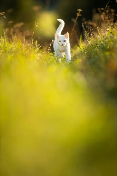 Uiterst schattig wit katje op een heerlijk weitje — Stockfoto