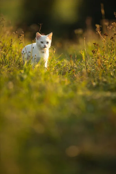 Uiterst schattig wit katje op een heerlijk weitje — Stockfoto