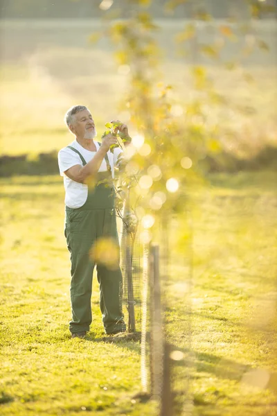 Senior-Gärtner gärtnert in seinem Permakultur-Garten — Stockfoto