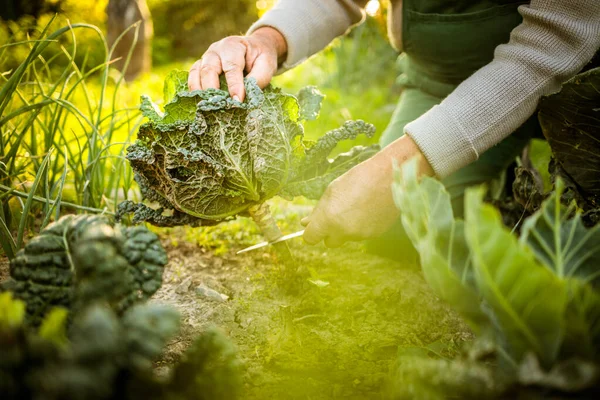 Jardinier sénior jardinage dans son jardin de permaculture — Photo