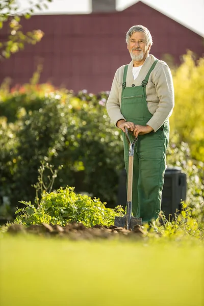 Senior-Gärtner gärtnert in seinem Permakultur-Garten — Stockfoto