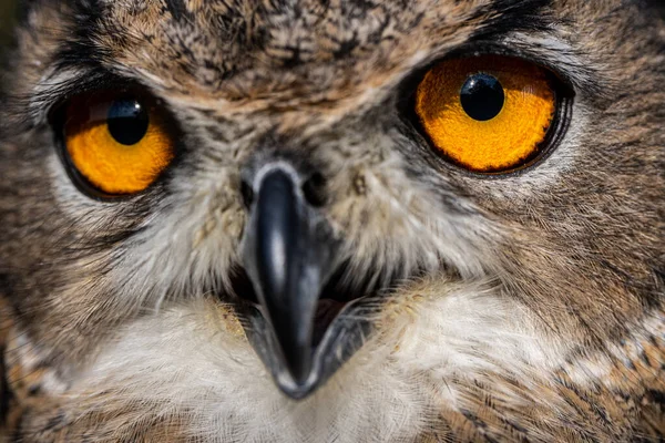 Eurasian eagle-owl, Bubo bubo, close-up view — ストック写真