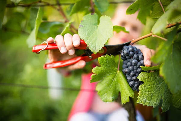 Winzerin Erntet Rote Weintrauben Farbiges Bild — Stockfoto