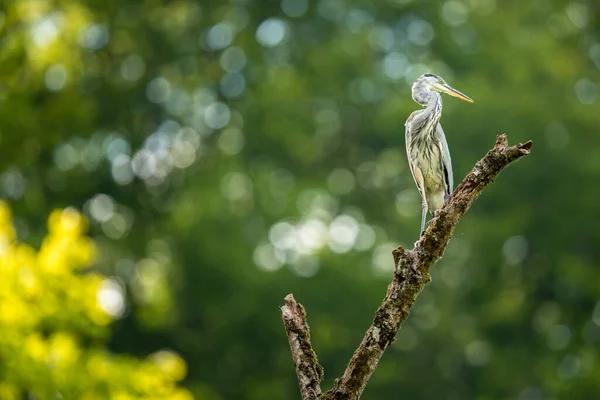 Garça Cinzenta Ardea Cinerea Vida Selvagem Seu Habitat Natural — Fotografia de Stock